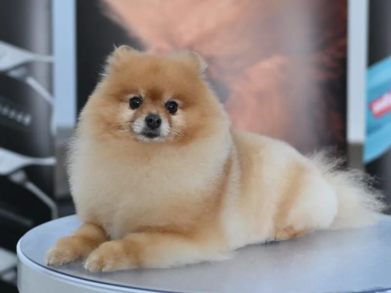 Pomeranian with a show-style trim on a grooming table